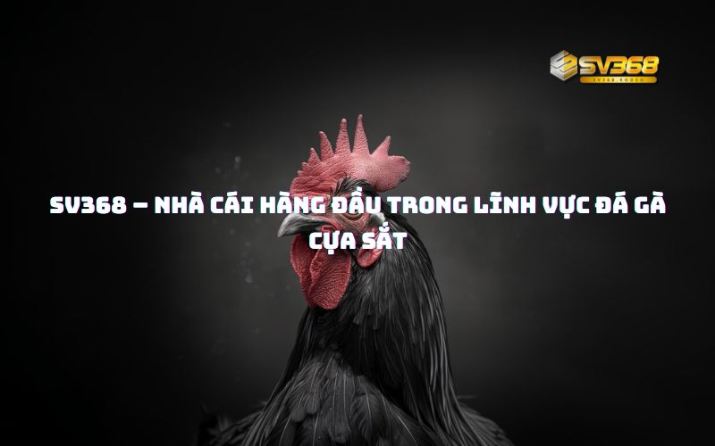 SV368 – Nhà cái hàng đầu trong lĩnh vực đá gà cựa sắt