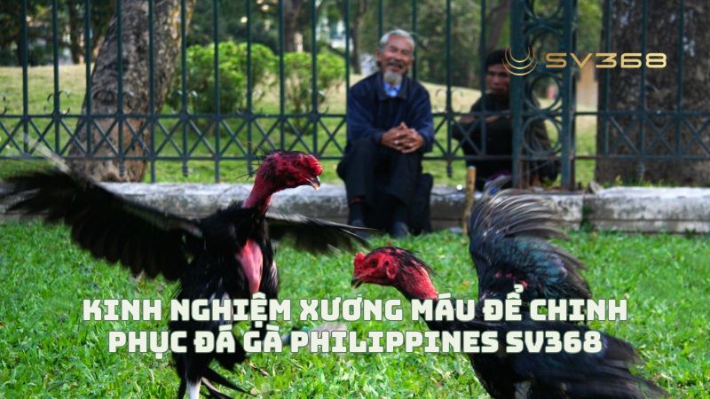 Kinh nghiệm xương máu để chinh phục đá gà Philippines SV368