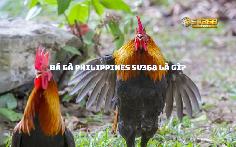 Đá Gà Philippines SV368 là gì?