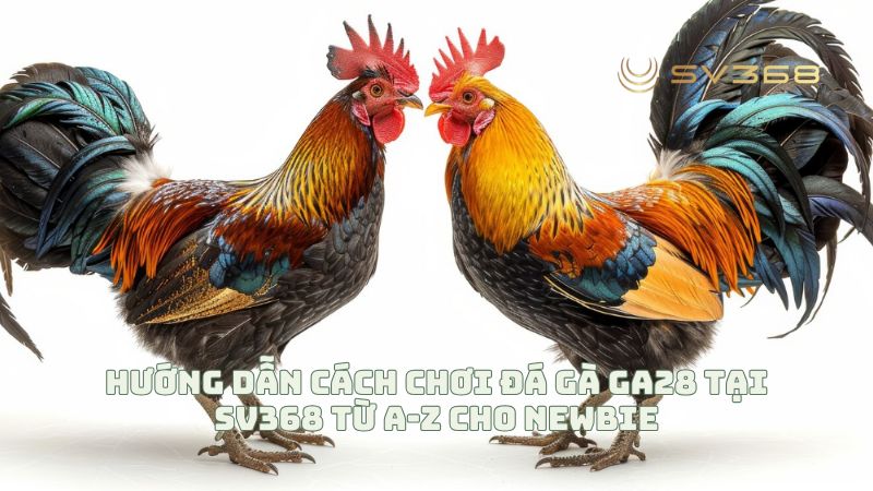 Hướng Dẫn Cách Chơi Đá Gà GA28 Tại SV368 Từ A-Z Cho Newbie