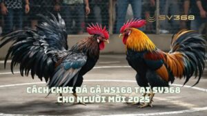 Cách Chơi Đá Gà WS168 Tại SV368 Cho Người Mới 2025