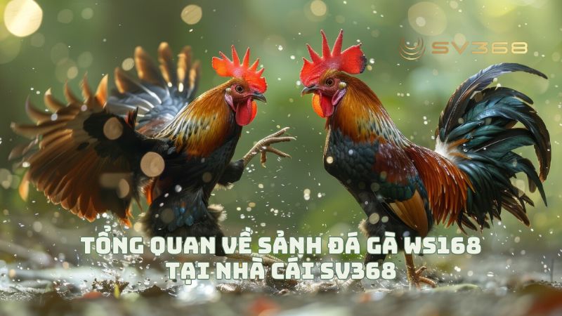 Tổng quan về sảnh Đá Gà WS168 tại nhà cái SV368
